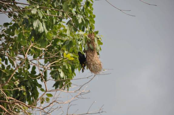 Xexéu visita seu ninho em árvore ao lado da Cachoeira do Urubu, entre os municípios de Batalha e Esperantina - PI